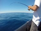 Marlin caraïbes fishing