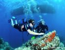Corsica diving