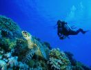 Hamon - pratique de la plongée sous-marine, de sports e