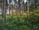 Forêt de gros bois