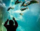  aquarium sea life