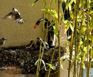 photo Pascale blanchard psychothrapeute Cagnes Sur Mer 8877